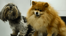 Coiffure canine et féline